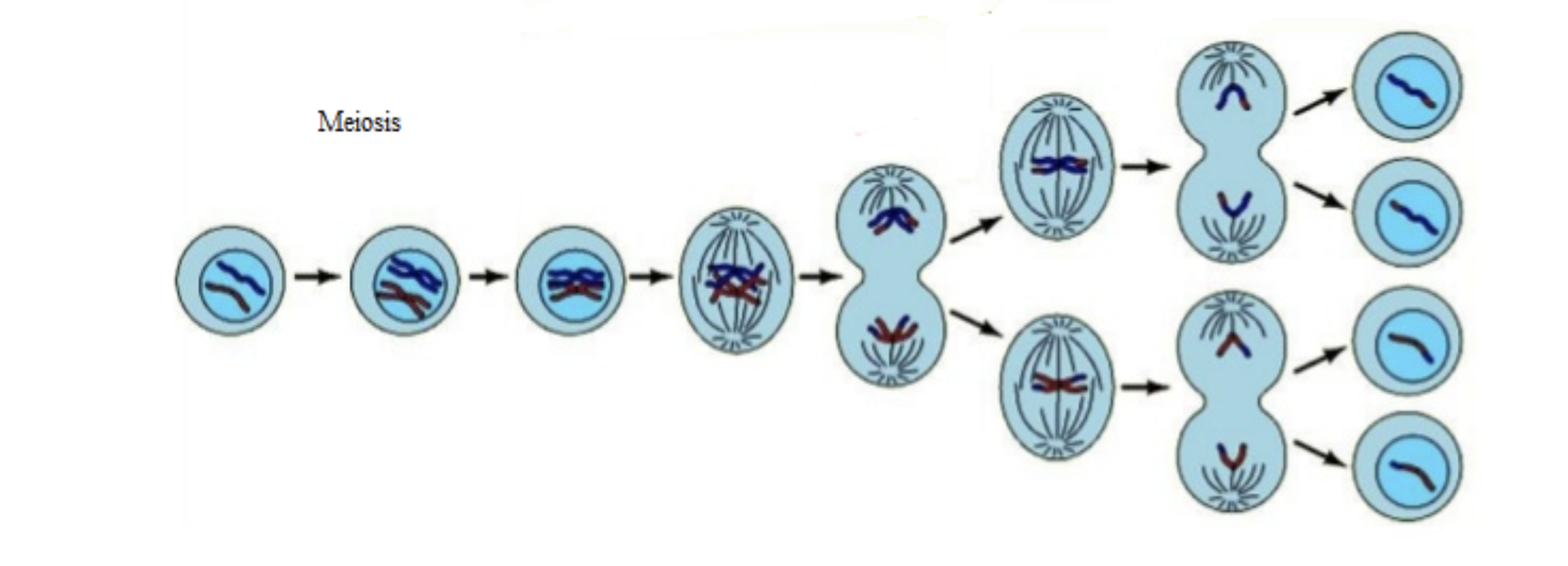 <ul><li><p>produces gametes (sex cells)</p></li><li><p>produces four (genetically unique daughter cells)</p></li><li><p>haploid (n) = half the number of chromosomes in daughter cells</p></li></ul><p></p>