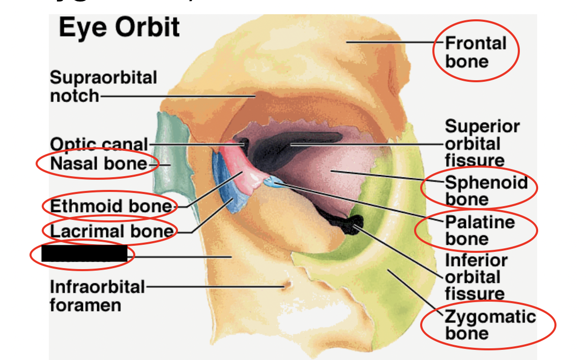 these are the bones that form the eye orbit, what bone is this?