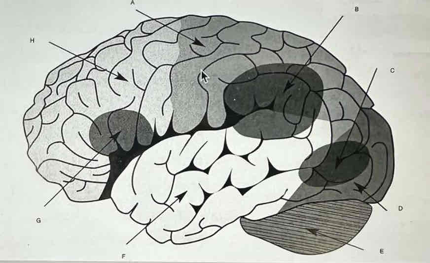 <p>List all the parts of the reading brain</p>