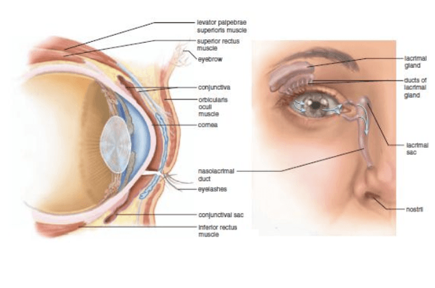 <ul><li><p><span><span>Eyebrows</span></span></p></li><li><p><span><span>Eyelids</span></span></p></li><li><p><span><span>Eyelashes conjunctiva</span></span></p></li><li><p><span><span>Lacrimal apparatus</span></span></p></li><li><p><span><span>Extrinsic eye muscles</span></span></p></li></ul><p></p>