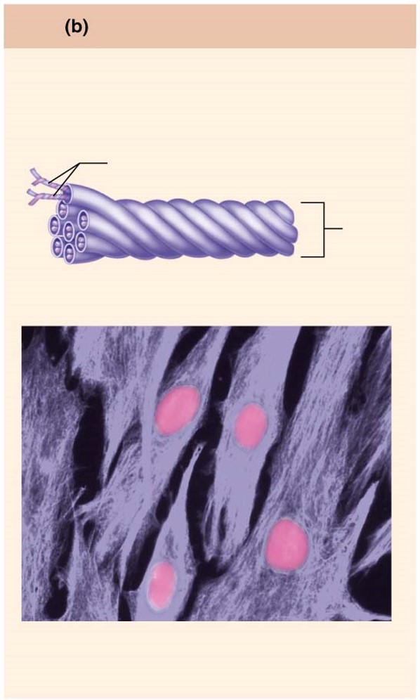 What is a possible function of this organelle?