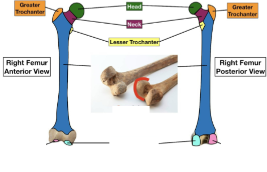<p>The rounded end of some bones that is designed to form a joint</p>