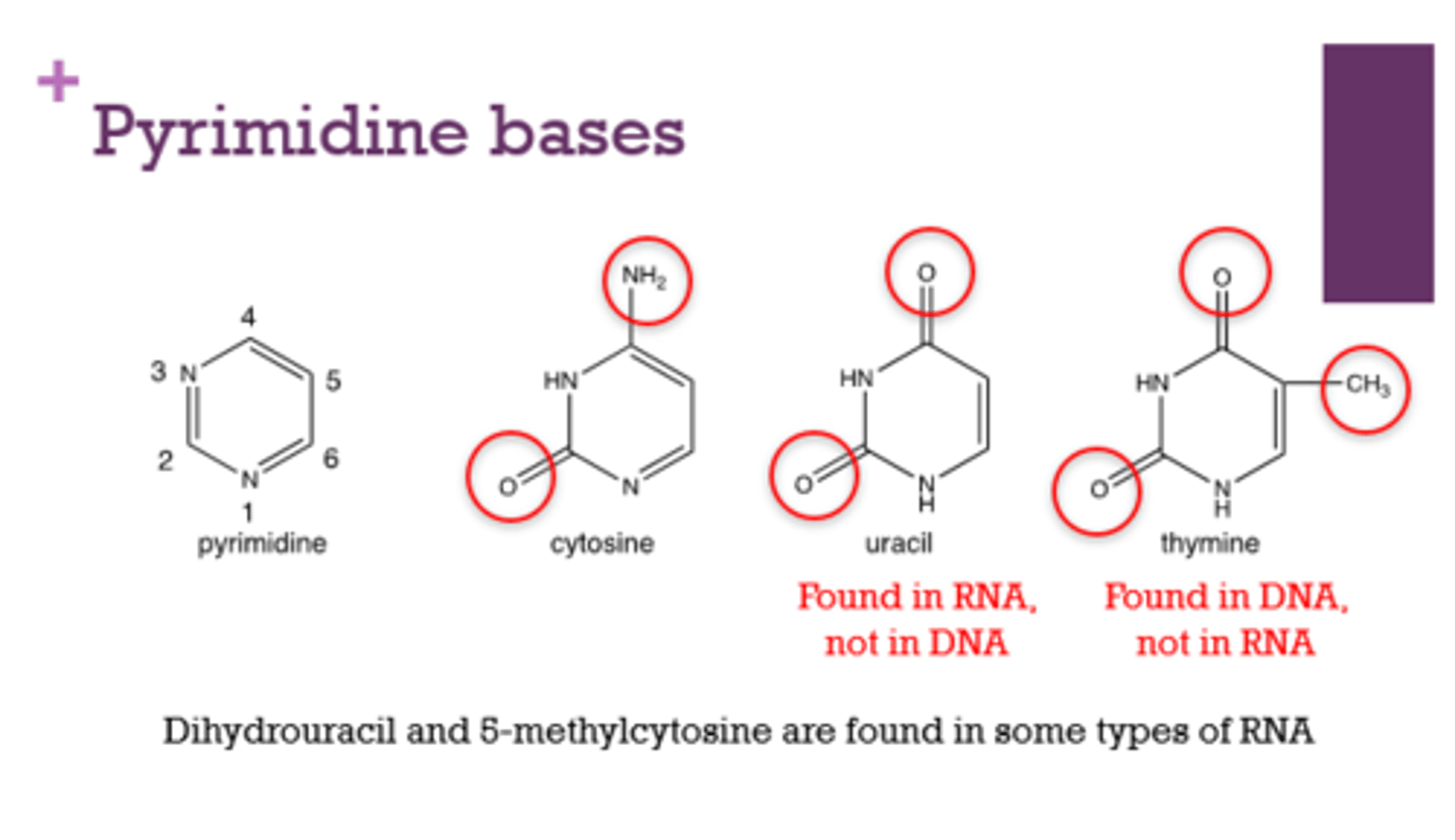 <p>cytosine, thymine, uracil</p>
