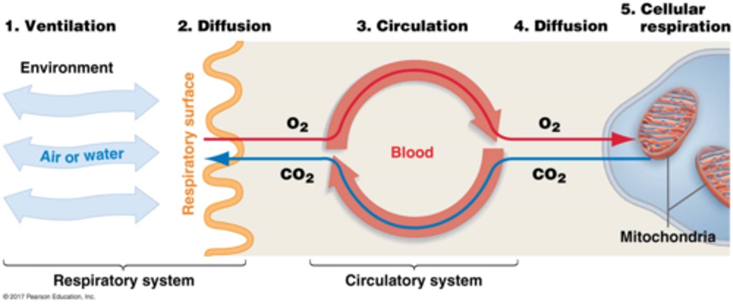 <p>1. Ventilation <br>2. Diffusion<br>3. Circulation <br>4. Diffusion<br>5. Cellular Respiration</p>