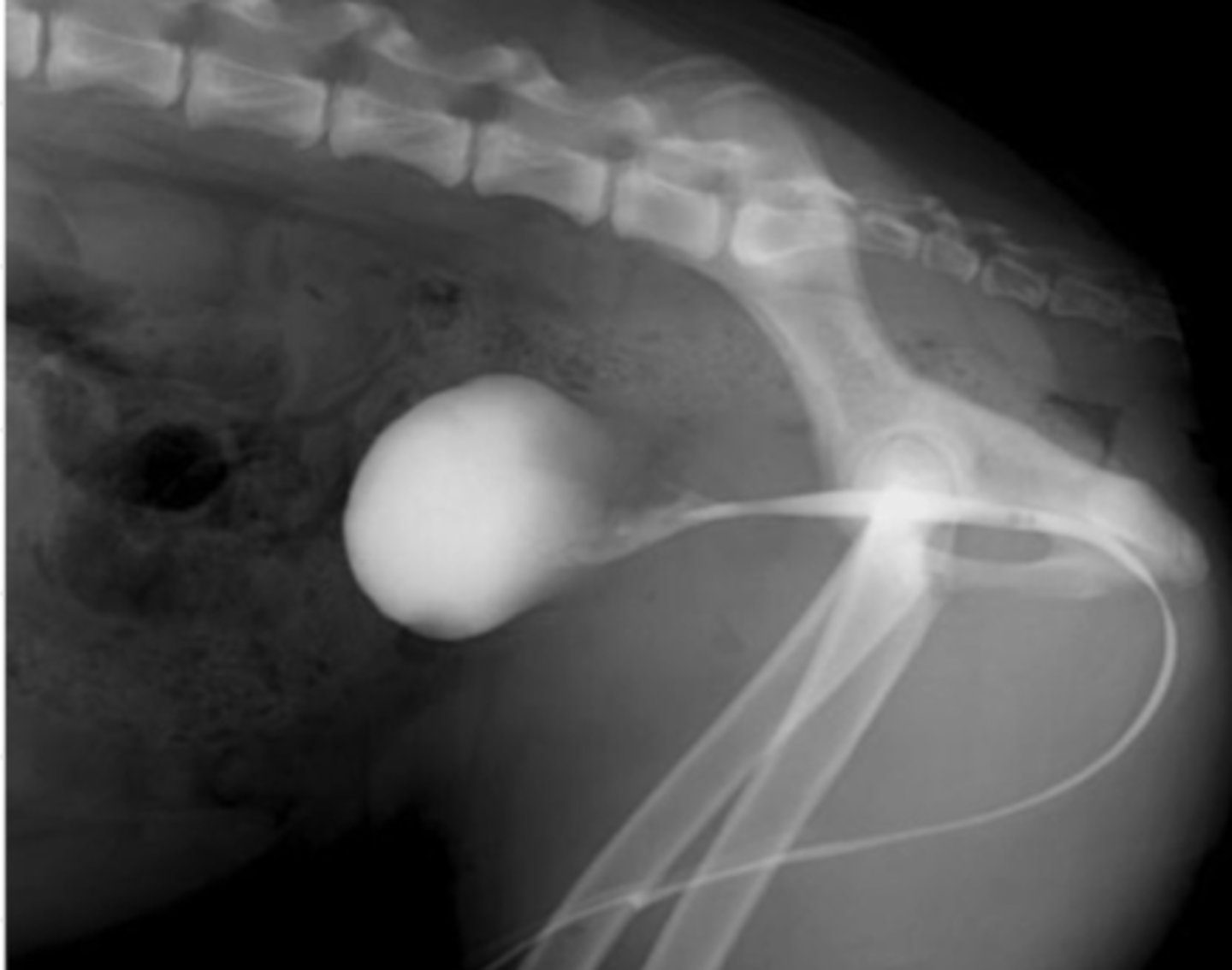 <p>what contrast method is used in this radiograph?</p>