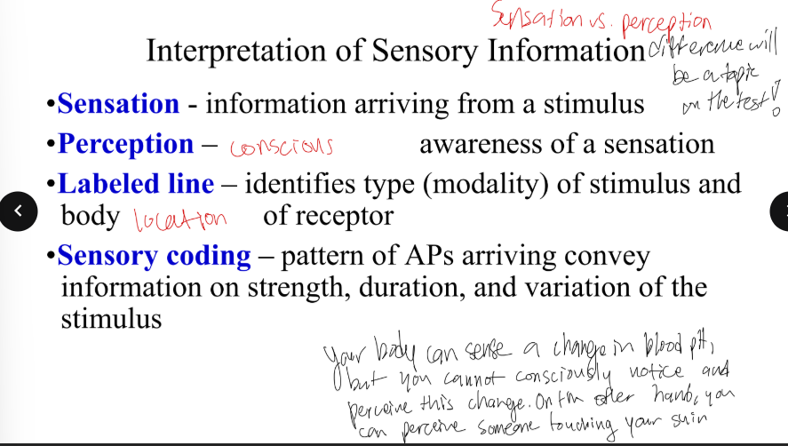 <p>What is sensory coding?</p>
