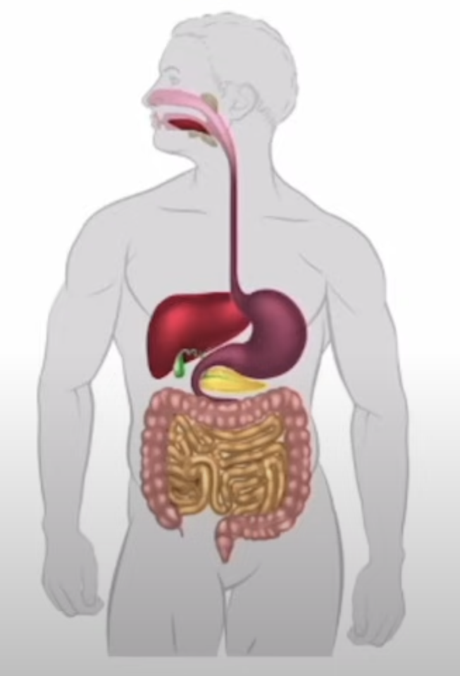 <p>What is the GI tract divided into?</p>