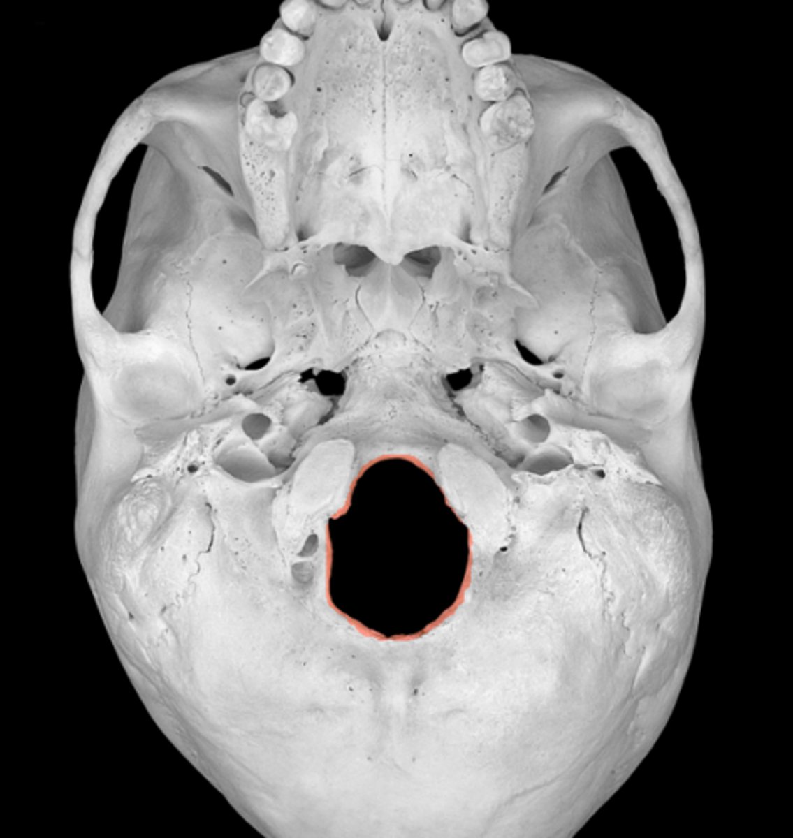 <p>allows spinal cord to exit</p>
