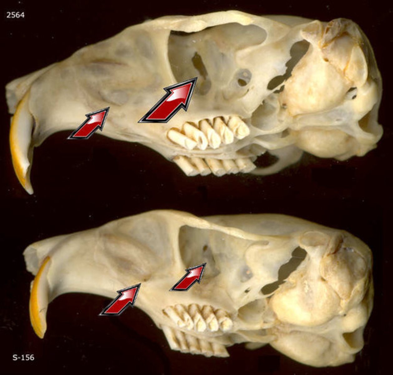 knowt flashcard image