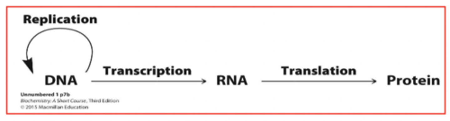 <p>central information pathway in a cell</p><p>DNA makes RNA, RNA makes proteins</p>