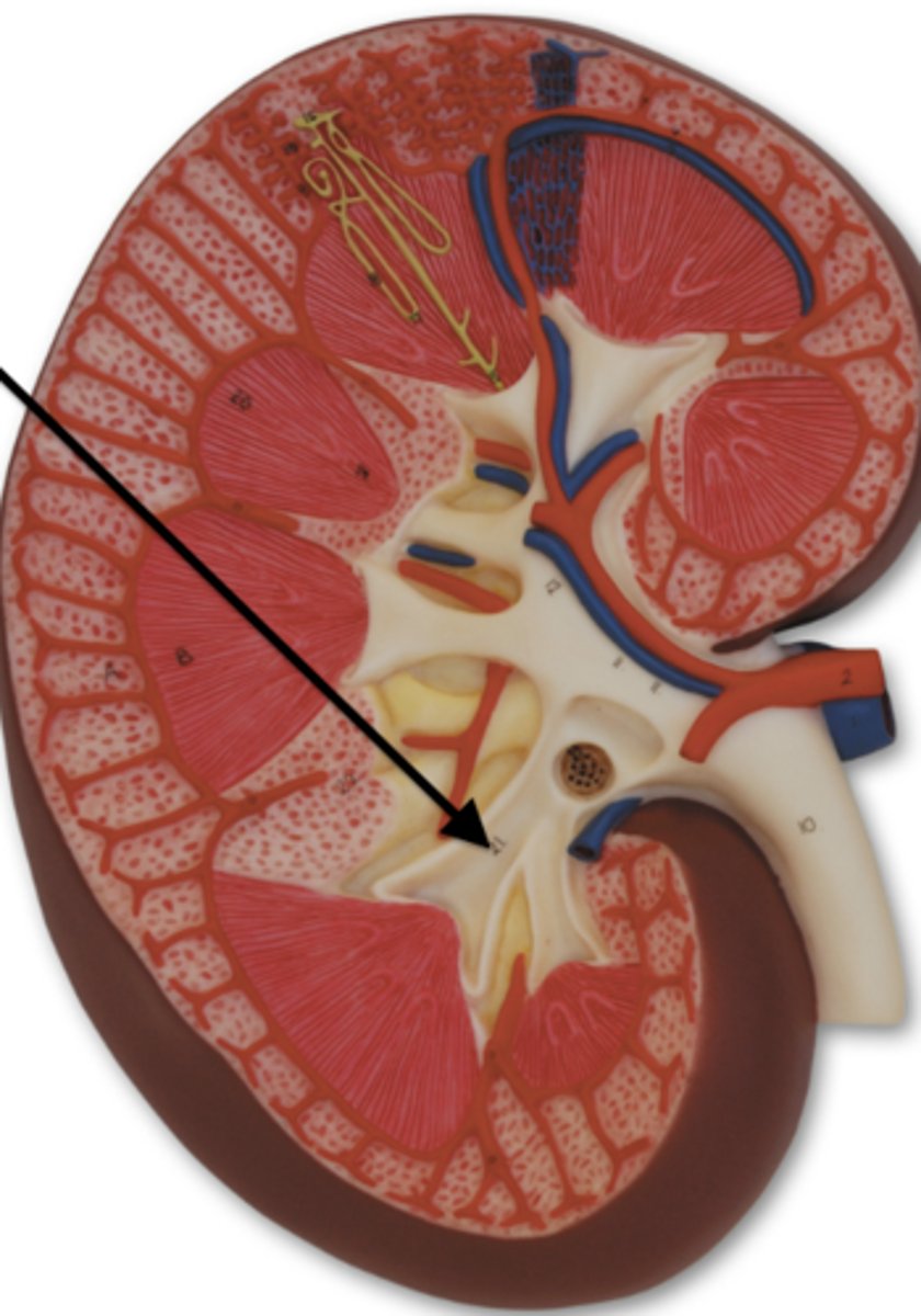 <p>a cup-shaped structure that collects dripping urine from the renal papilla.</p>