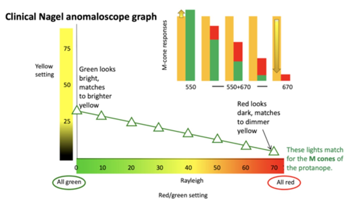 <p>red looks darker and green looks brighter</p><p>1. yellow (589 nm) matches red (670 nm) at low yellow levels (brightness)</p><p>2. yellow (589 nm) matches green (550 nm) at high yellow (brightness)</p>