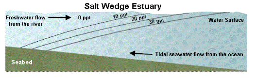 <p>Salt Wedge Estuary</p>