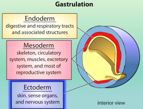 <p>ALMOST all cells of the body derive from 3 primary germ layers:</p><ul><li><p>ectoderm (external layer) - skin, sense organs &amp; nervous system.</p></li><li><p>mesoderm (middle layer) - skeleton, circulatory system, muscles, excratory system, and most of reproductive system.</p></li><li><p>endoderm (internal layer) - digestive and respiratory tracts &amp; associated structures.</p></li></ul><p>Germ cells (sperm and egg) are an exception, arising separately.</p>
