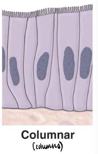 <p>A type of epithelial tissue characterized by high, column-like cells that are primarily involved in absorption and secretion, often found in the digestive tract and respiratory system.</p><ul><li><p>found in transporting, ciliated, and secretory epithelia </p></li></ul><p></p>