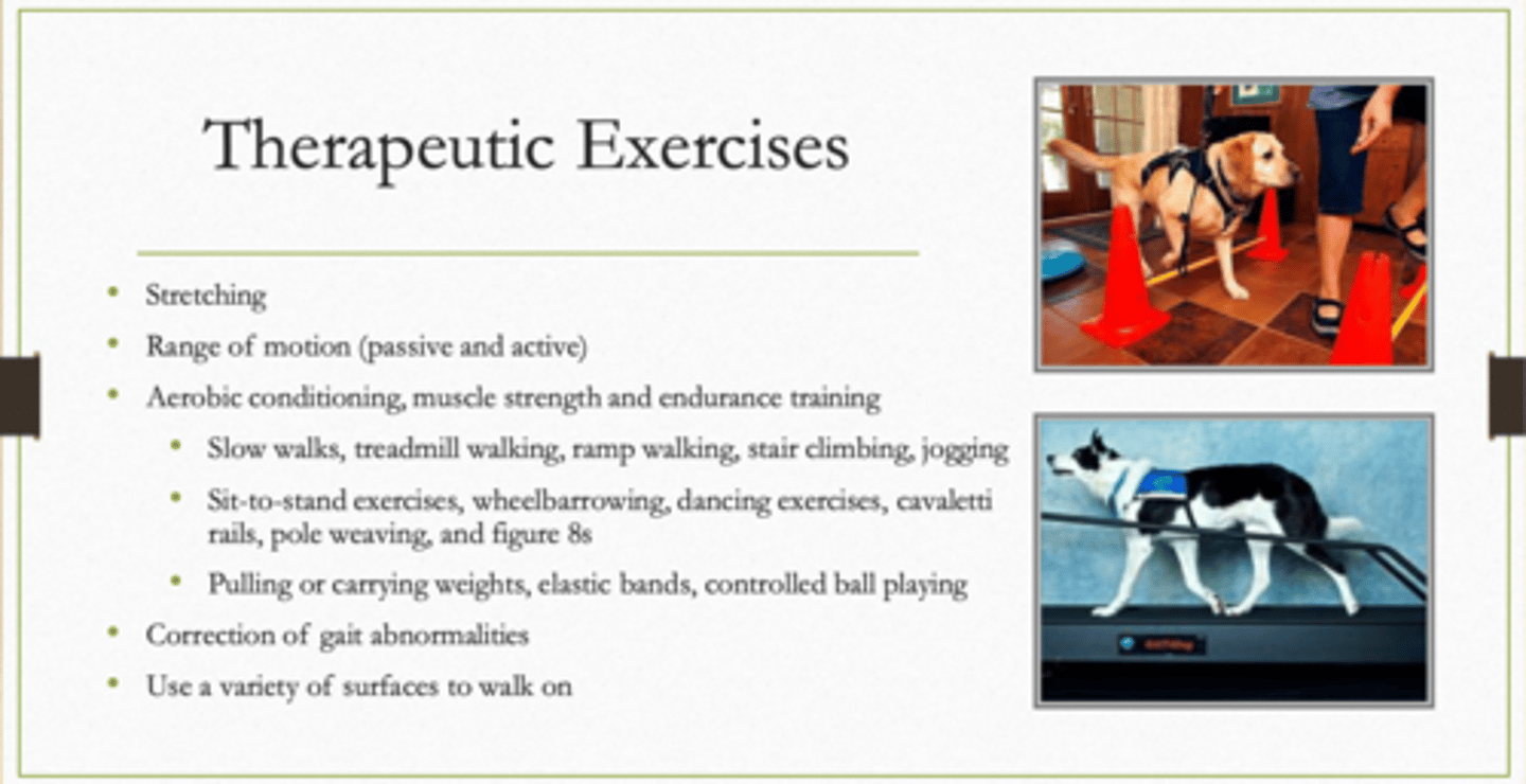<p>what are some tips for therapeutic exercises (TE)</p>