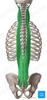 extensor of the neck and back
