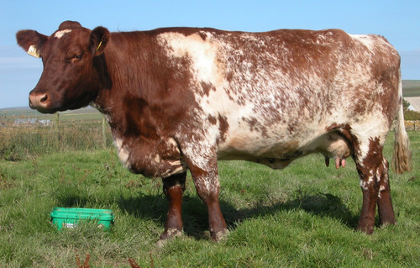 <p>- Beef breed from NE coast of England, Scotland</p><p>- Maternal breed</p><p>- Red, roan, or white in color</p><p>- Dual purpose breed however, it is more common to use this breed for dairy</p>