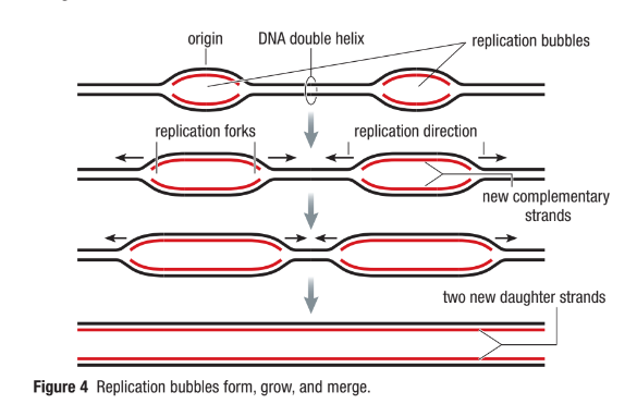 <ul><li><p><span>Replication begins at special sites called <strong>origins of replication&nbsp;</strong></span></p></li><li><p><span>Two strands open up a replication “<strong>bubble</strong>”&nbsp;</span></p></li><li><p><span>Replication proceeds in both directions from bubble&nbsp;</span></p></li><li><p><span>Multiple replication bubbles form and fuse into each other&nbsp;</span></p></li><li><p><span>At each end of the replication bubble is a <strong>replication fork</strong></span></p></li></ul><p></p>