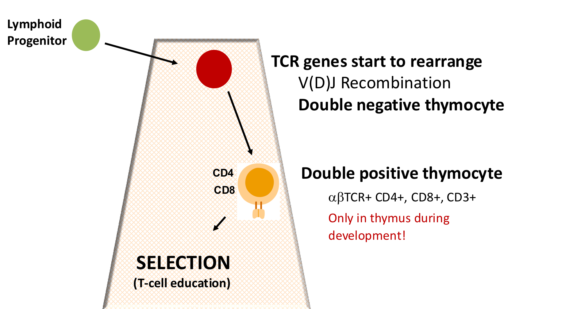 <ul><li><p><strong>double negative: </strong>no CD4 or CD8</p></li><li><p><strong>double positive: </strong>CD4 and CD8 (only in T cell development in thymus, double pos in thymocyte in periphery? cancer)</p></li><li><p>selection: “T cell edu” test with MHC </p><ul><li><p>bind class 1: CD8</p></li><li><p>bind class II: CD4</p></li></ul></li></ul><p></p>