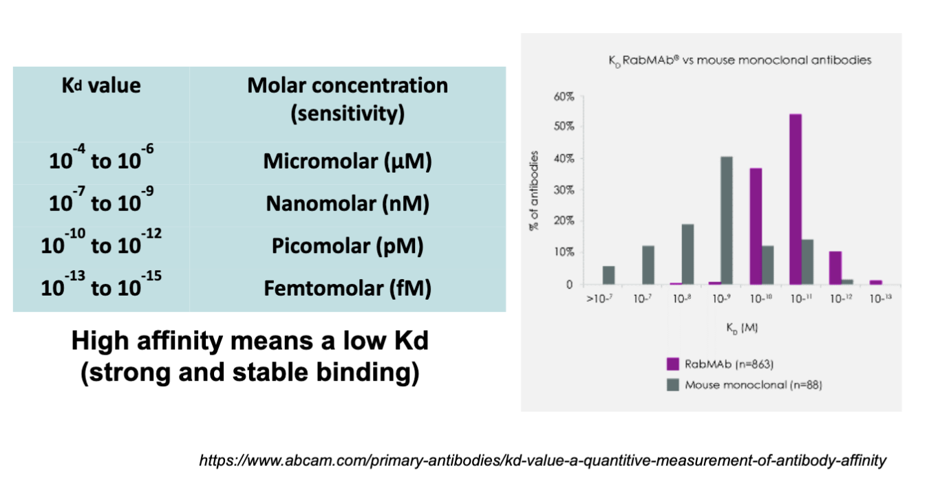 <p><span><span>by Kd value</span></span></p><p>High affinity means a low Kd (strong and stable binding)</p><p>antibody affinity gives low number (Femtomolar, v. small= antibody high affinity, binding is strong and stable)</p>