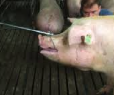 <p>pig restraint #5</p>