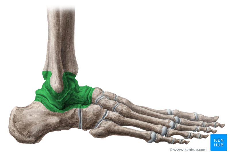 <p>Ankle Joint (Talus &amp; Tibia)</p>