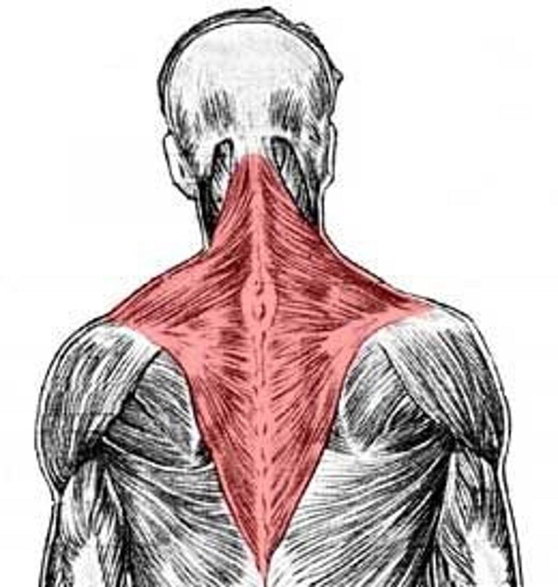 <p>What muscle is this?</p>