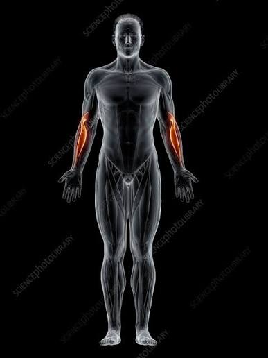 <p>What muscle is highlighted?</p>