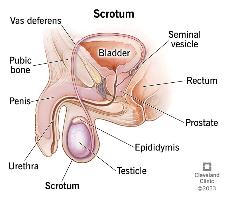 <p>a sac of skin and muscle that contains the testes, epididymis and the beginning of the spermatic cord</p>