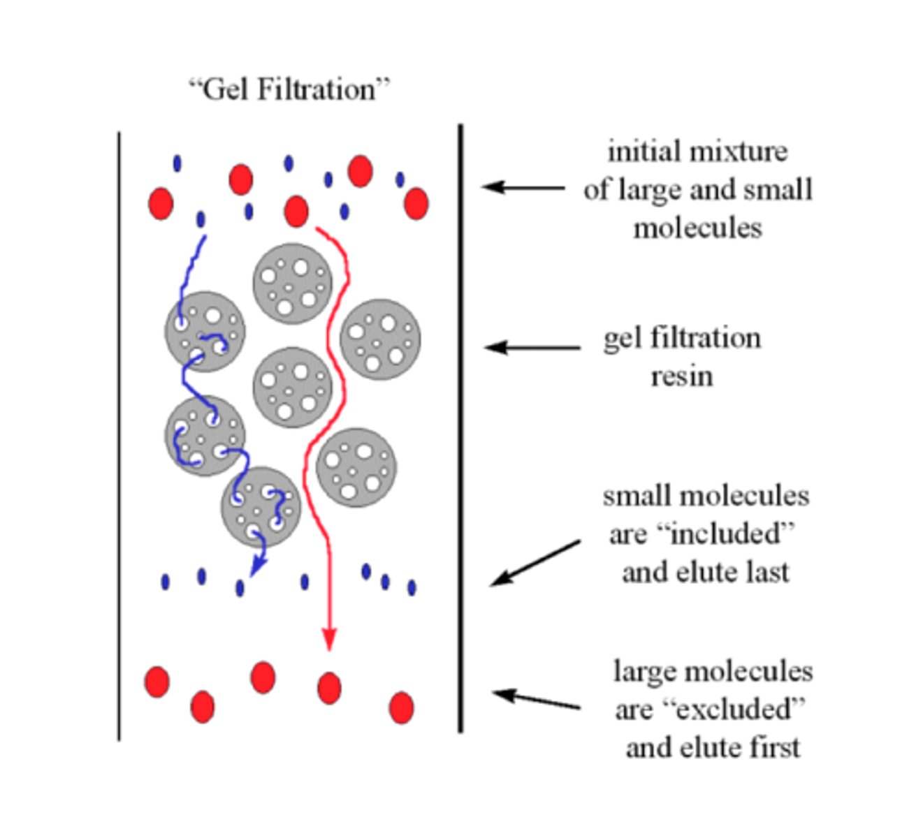 <p>relies on porous beads; larger molecules elute first because they are not trapped in small pores</p>