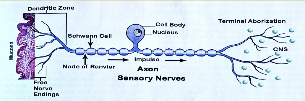 <p>What Nerve carries information from the periphery of the body to the brain</p>