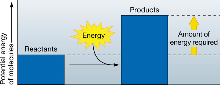 <p>-energy-requiring chemical reaction in which products yield more potential energy than the reactants</p><p>-i.e. photosynthesis</p>