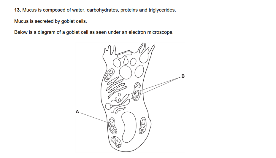 i. Suggest why goblet cells have large numbers of the cellular component labelled A. 

ii. Suggest how the role of the cellular component labelled B is relevant to the function of the goblet cell