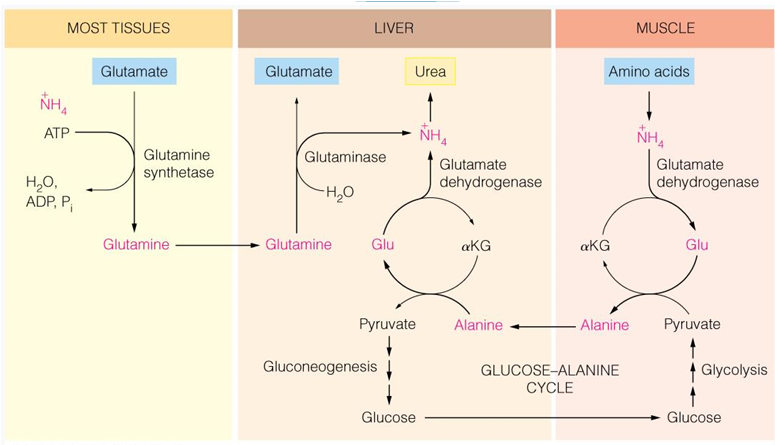 <p>is transferred to glutamate to form glutamine which can then enter the liver and be turned into glutamate again and release NH4+ to urea cycle </p>