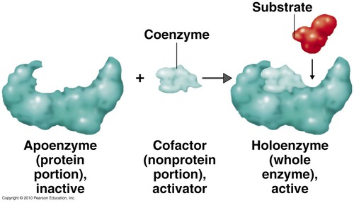 <p>Organic molecules (not proteins) that assist in the normal functioning of enzymes (Zinc)</p>