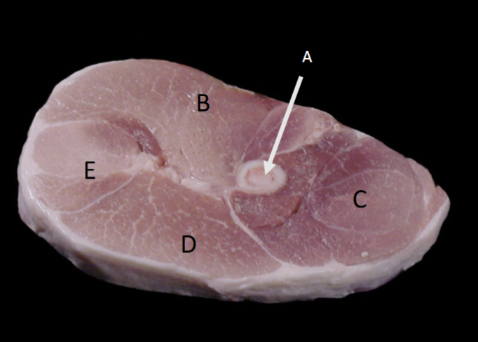 <p>E</p>