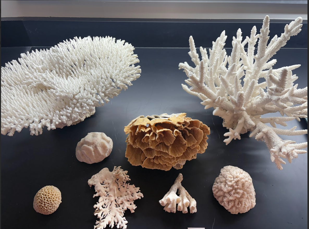 <p>What class is this in?</p>