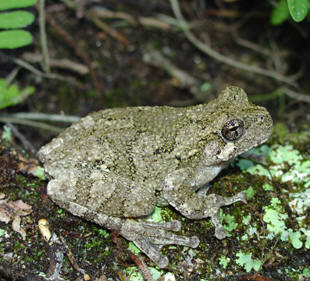 <p>gray or greenish but variable, dark markings on back, warty skin for a treefrog, light blotch under eye, yellow-orange wash on inner thighs</p>
