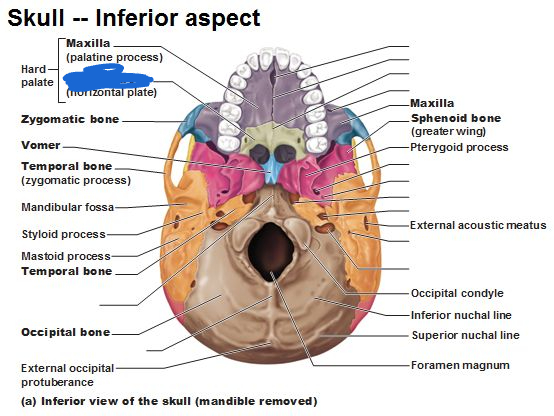 <p>what is the marked out line pointing to? (inferior view)</p>