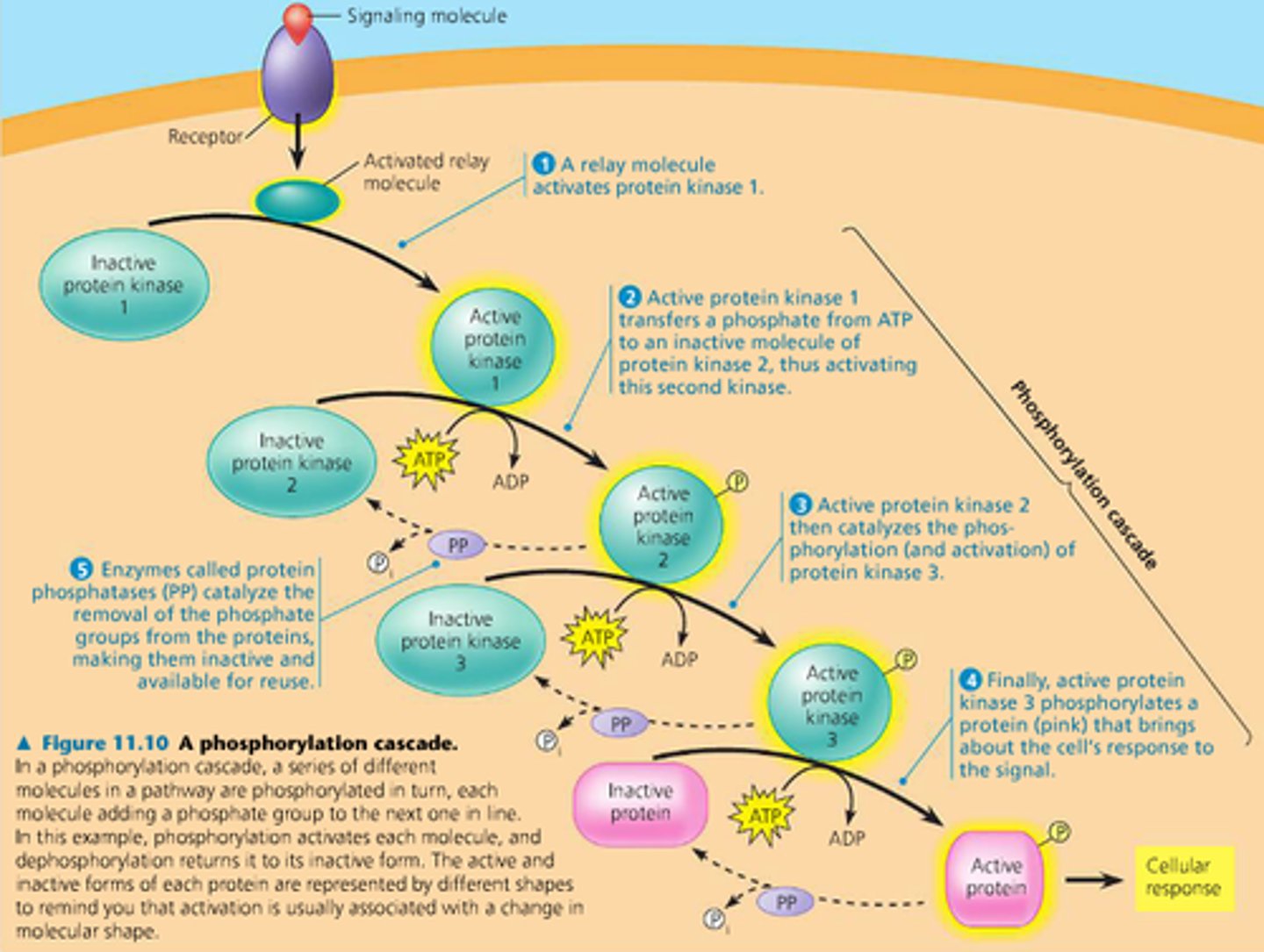 <p>second messengers and kinases spread throughout a cell that help amplify a cellular signal by a series of phosphorylation reactions (addition of phosphate)</p>