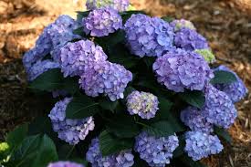 <p><span>Hydrangea macrophylla / Bigleaf Hydrangea</span></p>