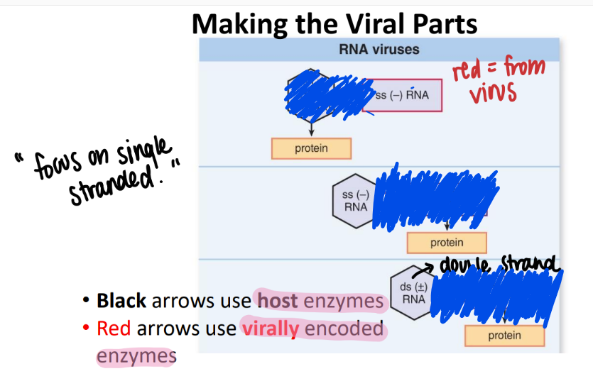 <p>fill in the arrows AND boxes </p>