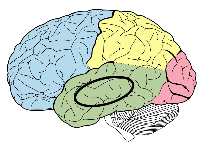 <p>Temporal lobe/ auditory centres</p>