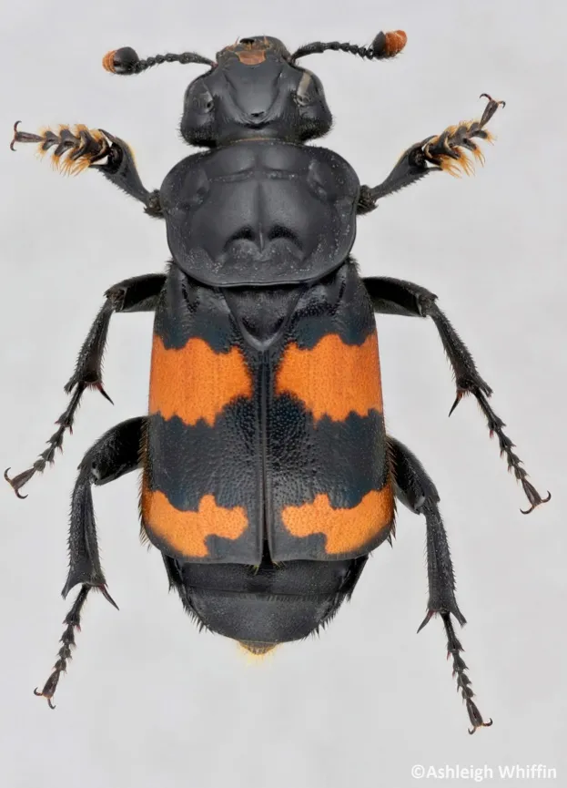 <p>Coleoptera</p><p>carrion beetles</p>