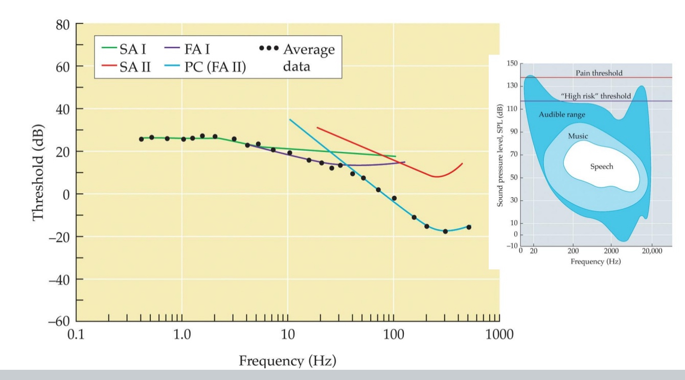 <ul><li><p>Look at absolute threshold not just by force applied, but also depends on frequency of vibration</p></li><li><p>Higher rates of vibration, better sensitivity, lower thresholds.</p></li><li><p>Vibration sensitivity on finger tip: Max. at ~300 Hz (~ FA II)</p></li><li><p>Only low-freq. notes can be sensed on skin (E4 ~330Hz)</p></li></ul><p></p>