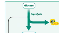 <p>Glycosis: Fuel molecules are partially broken down producing ATP ANd electron carriers.</p><ul><li><p>The reaction are taking place in Cytoplasm</p></li><li><p>The inputs are: Glucose, 2 ATP, 2NAD+</p></li><li><p>Outputs are 4ATP, 2 NADH, 2 pyruvate</p></li><li><p>ATP’s payoff is 2 net ATP</p><p>Potential energy stored in chemical bonds, ATP, electron carriers (NADH), electromechical graduent</p></li></ul><p>Fermentation: allows glycosis to continue in the absence of oxygen</p>