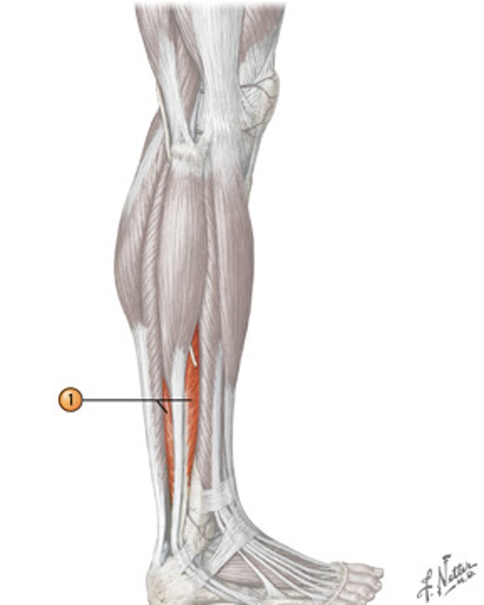 <p>plantar flexes and everts foot</p>