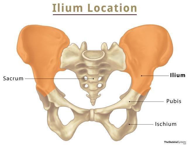 <p>Ilia</p>
