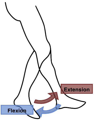 <p>flexion </p>